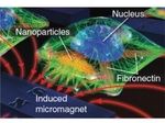 Наномагниты помогут изучать клеточные контакты