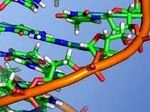 Ученые изучают мусорные ДНК человека