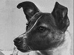 Первая собака-космонавт 55 лет назад - собака Лайка