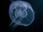 Ученые из США создали искусственную медузу