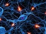Расскрыт секрет восстановления нервных клеток