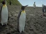 Антарктида: нашли останки огромных древних пингвинов
