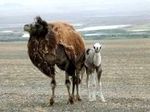 Ученые раскрыли секрет выносливости верблюдов