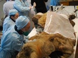 Якутские ученые впервые исследуют мозг мамонта