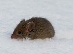 Ученые выборочно лишили мышей возможности ощущать холод