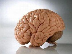 В человеческом мозге обнаружен центр самооценки