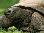Ученые: черепахи никогда не смогут умереть от старости
