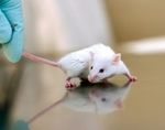 Генная терапия рака: на мышах получилось!