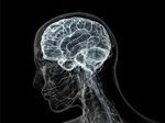 Ученые впервые остановили старение мозга