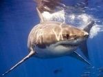 В США поймали двухголовую акулу