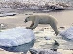 Арктика тает рекордными темпами