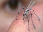 США создали армаду летающих дронов размером с комара