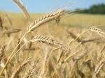 Британские учёные создали высокоурожайную пшеницу