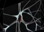 Создана подробная 3D-карта человеческого мозга