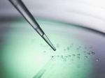 Ученые получили стволовые клетки без генной инженерии