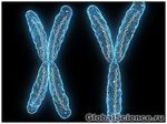 Мужскую Y-хромосому можно заменить всего двумя генами