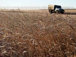 ГМО в России: кто выиграет, а кто проиграет?