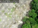 Дроны спасают леса?