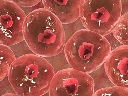 Ученые превратили клетки кожи в клетки печени