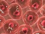 Ученые превратили клетки кожи в клетки печени