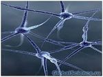 Нервные клетки, как оказалось, могут восстановиться | техномания
