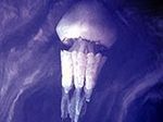 Бессмертная медуза