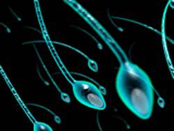 Учеными созданы сперматозоиды из клеток кожи