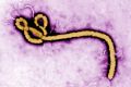 Ученые выяснили древнее происхождение вируса Эбола