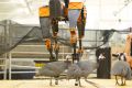 В США создали самого быстрого в мире двуногого робота | техномания
