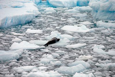 Ученые сообщили об угрожающей скорости таяния шельфовых ледников Антарктиды