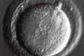 Ученые впервые изменили гены в эмбрионе человека