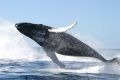 Ученые обнаружили эластичные нервы у самых больших в мире китов
