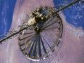 Российские ученые создают зонтик для связи с космосом | техномания