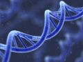 Генетики Оксфорда: человеку нужно лишь 8,2% ДНК | техномания