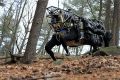 Корпус морской пехоты США отказался от робота-мула