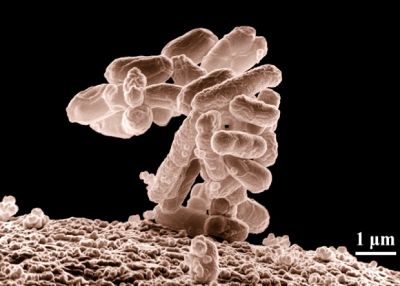 Значительный численный перевес бактерий в теле человека оказался мифом
