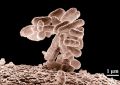 Значительный численный перевес бактерий в теле человека оказался мифом | техномания