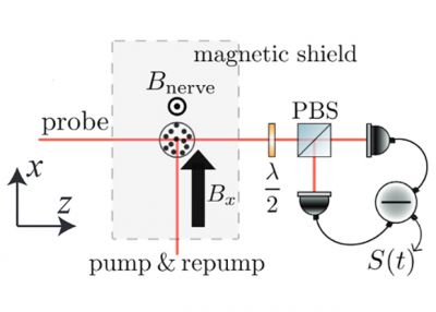 Создан сверхчувствительный детектор магнитного поля отдельных нервов