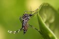 МАГАТЭ предложило стерилизовать комаров радиацией для борьбы с вирусом Зика