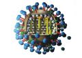 Ахиллесову пяту вируса гриппа нашли в его «ножке»