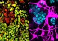 Судьбу стволовых клеток связали с микроРНК | техномания