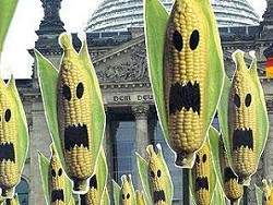 Ешь кукурузу, пока не уползла. Как мифы о ГМО укоренились в общественном мнении
