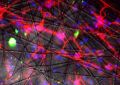 Полимерная подложка увеличила приживаемость нейронов в мозге в 38 раз | техномания