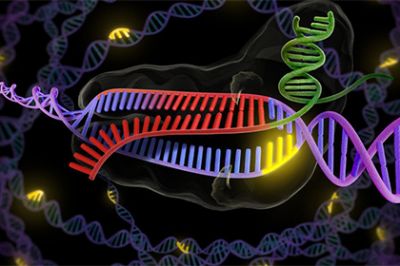 Найден новый способ редактирования генома человека