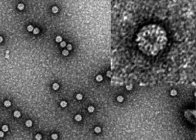 Химики создали молекулярные сети для одиночных вирусов