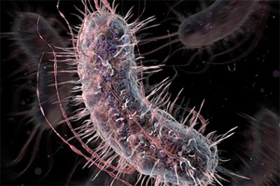 Биологи создали неуязвимую бактерию