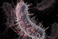Биологи создали неуязвимую бактерию | техномания