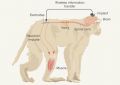 Парализованных обезьян научили ходить с помощью нейроинтерфейса | техномания