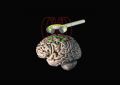 Стимуляция мозга подарила людям «шестое чувство» в невидимом лабиринте | техномания