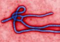 Вакцина от лихорадки Эбола показала стопроцентную эффективность